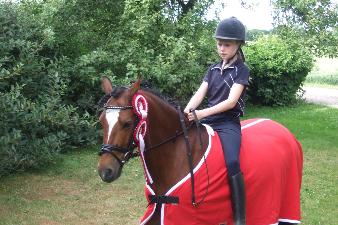 Welsh Pony (sec B) Amigo Ferrari <3 billede 2