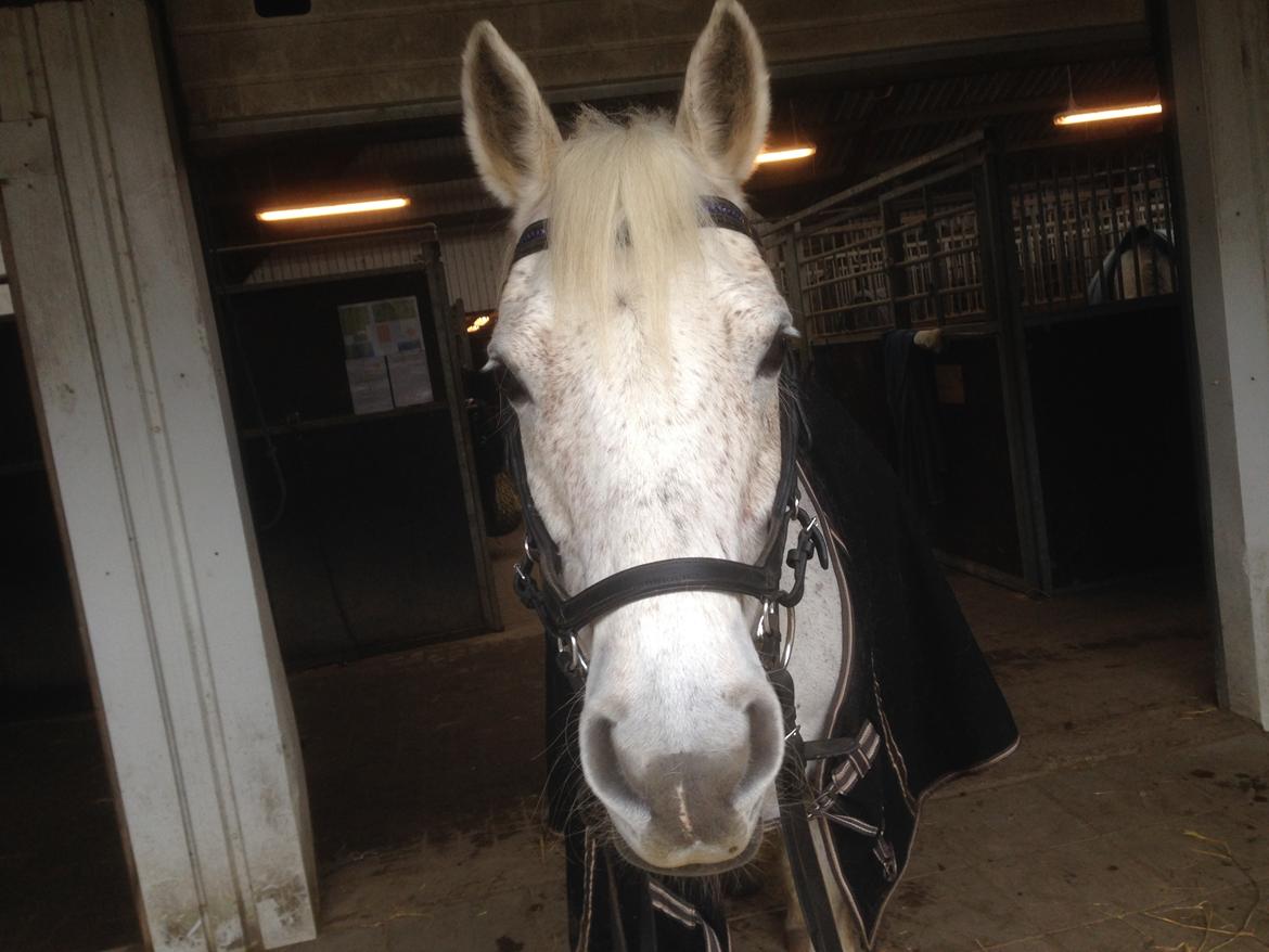 Anden særlig race Amadeus (aka Deuer) billede 17