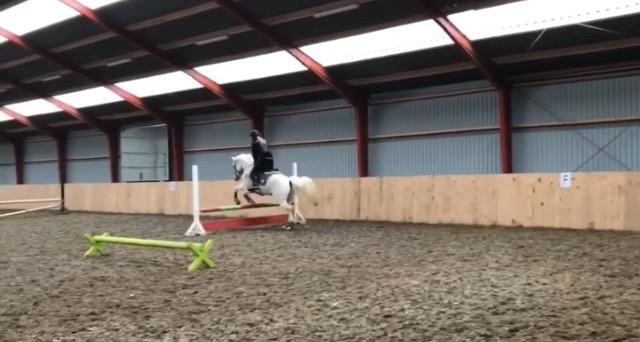 Anden særlig race Amadeus (aka Deuer) billede 19