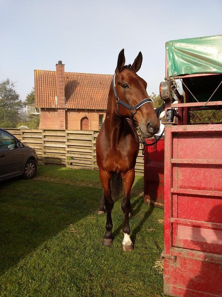 Traver Chinook Silver billede 8