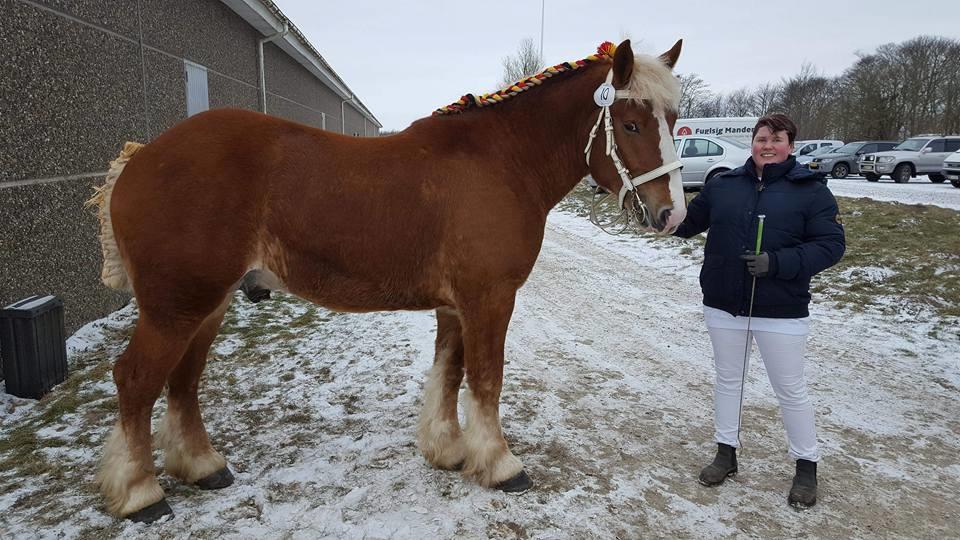 Belgier Samson af søtofte - Hingstekåring Randers 2018 billede 11