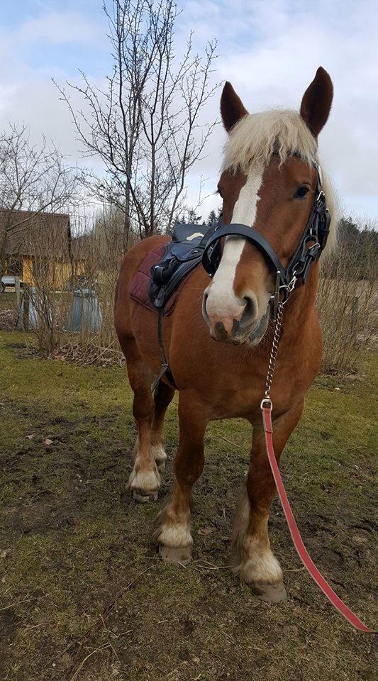 Belgier Samson af søtofte - April 2018 billede 12