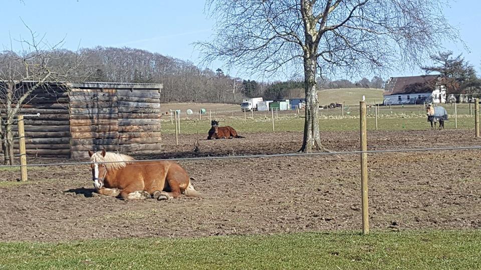 Belgier Samson af søtofte - April 2018 billede 13