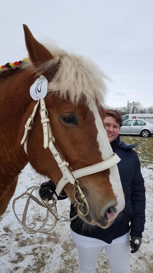 Belgier Samson af søtofte - Hingstekåring Randers 2018 billede 10