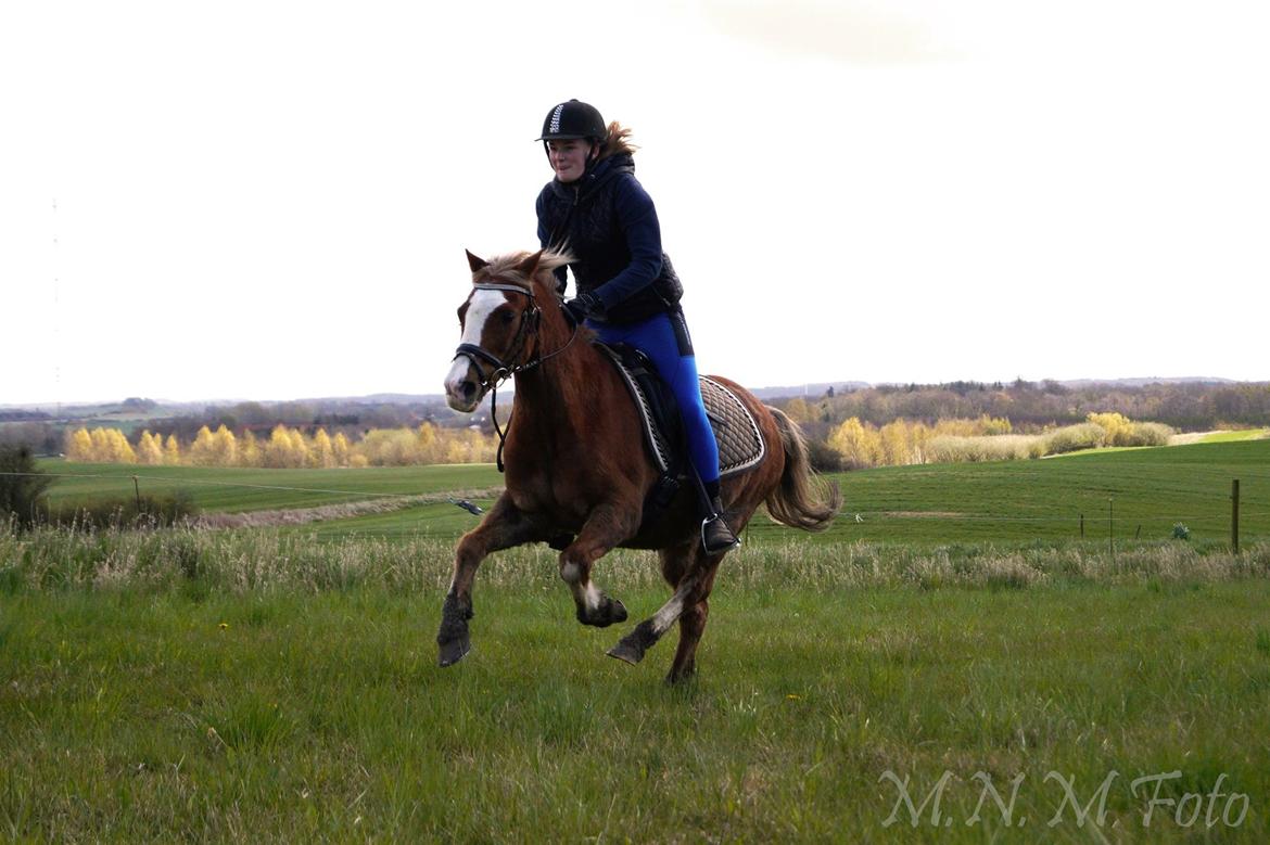 Welsh Pony (sec B) Scooby Doo - Vores sidste tur på marken sammen. billede 20