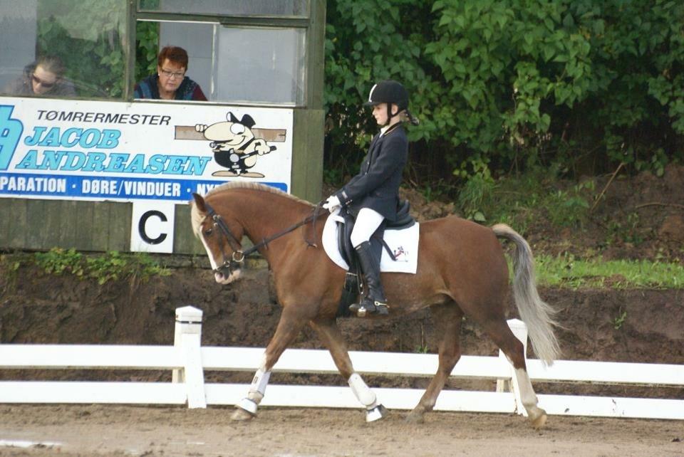 Welsh Pony (sec B) Scooby Doo - Stævne 2011 billede 15