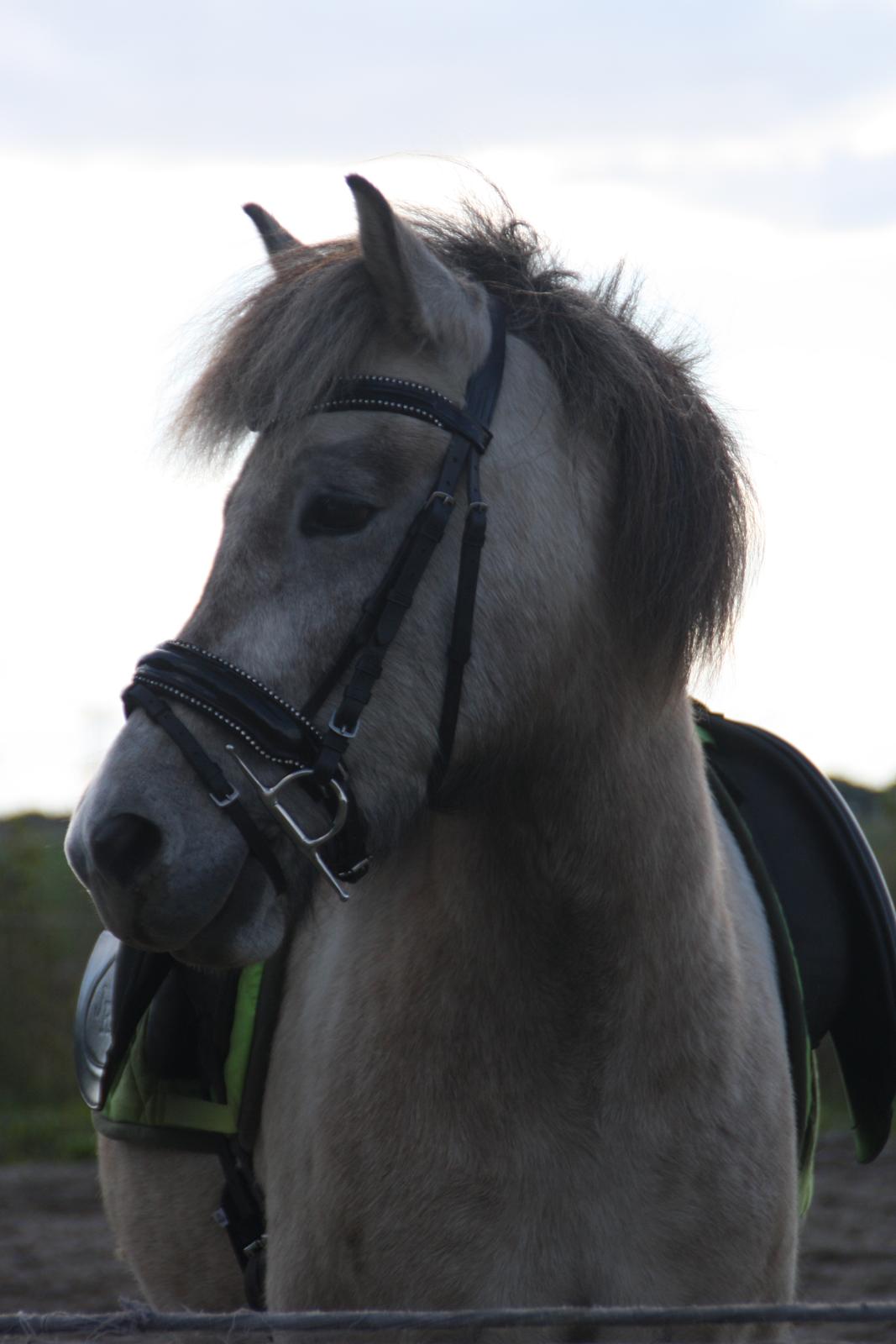 Islænder Fengur billede 10