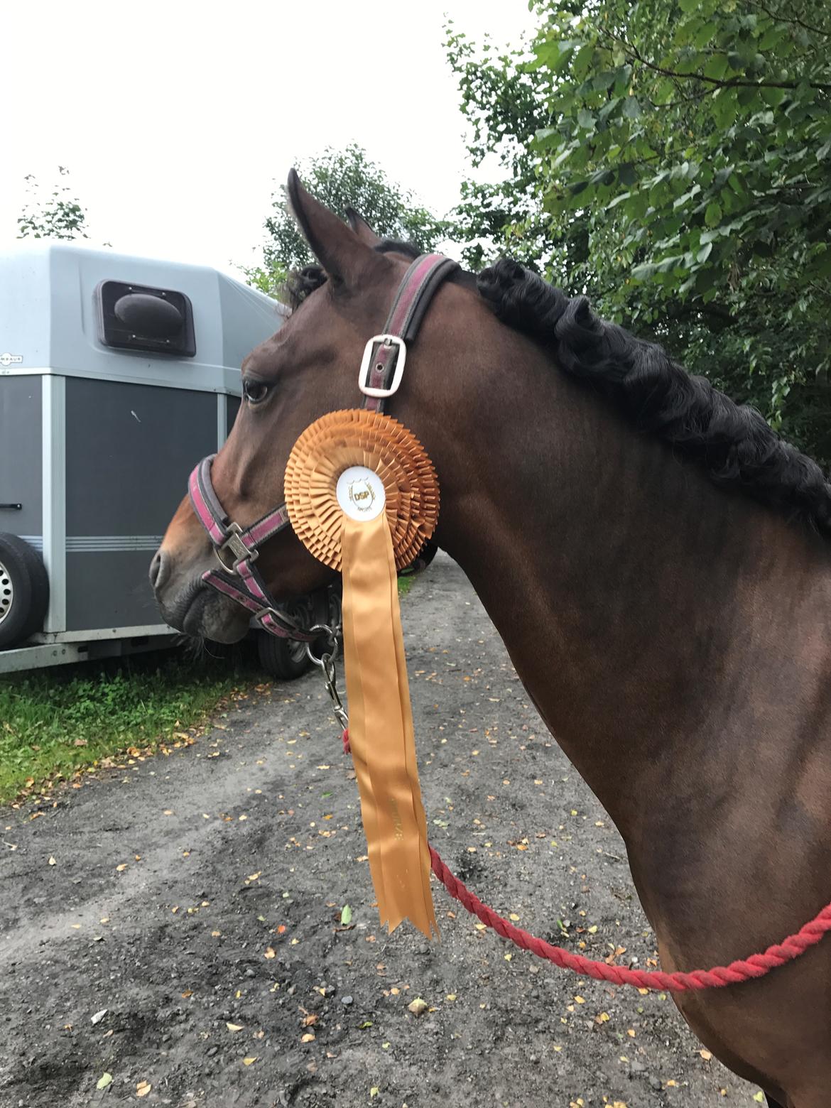 DSP Nagengaards lady madonna billede 20