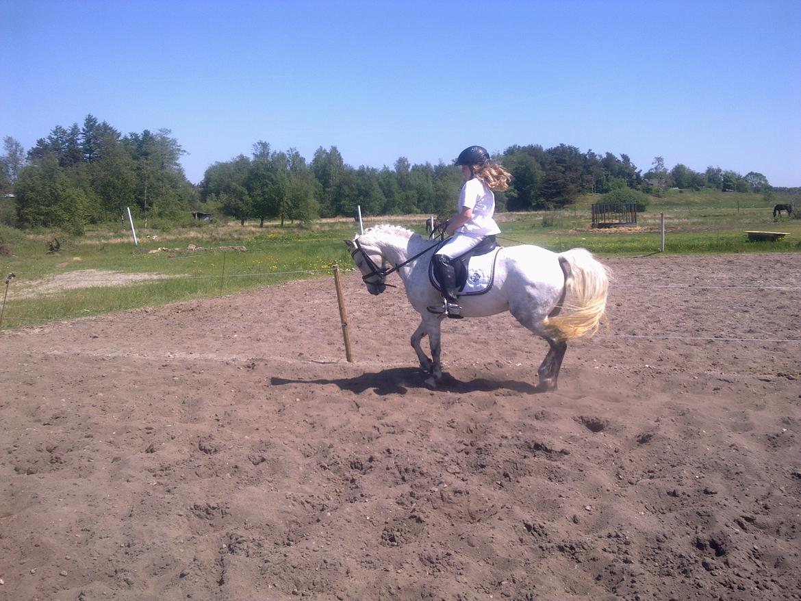 Anden særlig race Grey Star billede 14