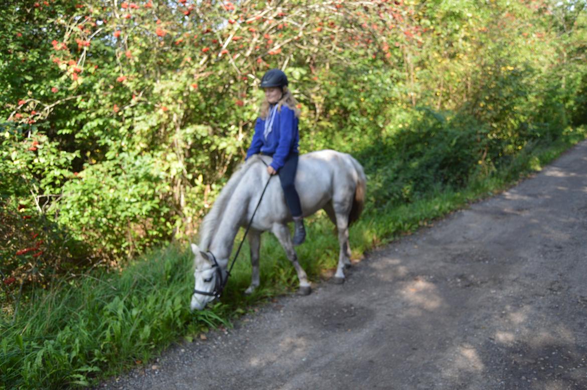 Anden særlig race Grey Star billede 16