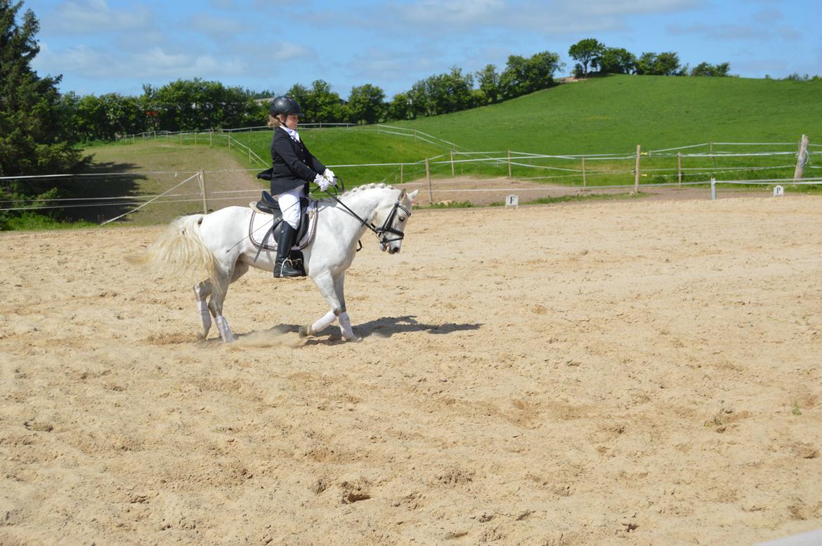 Anden særlig race Grey Star billede 17