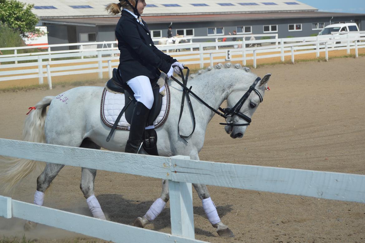 Anden særlig race Grey Star billede 18