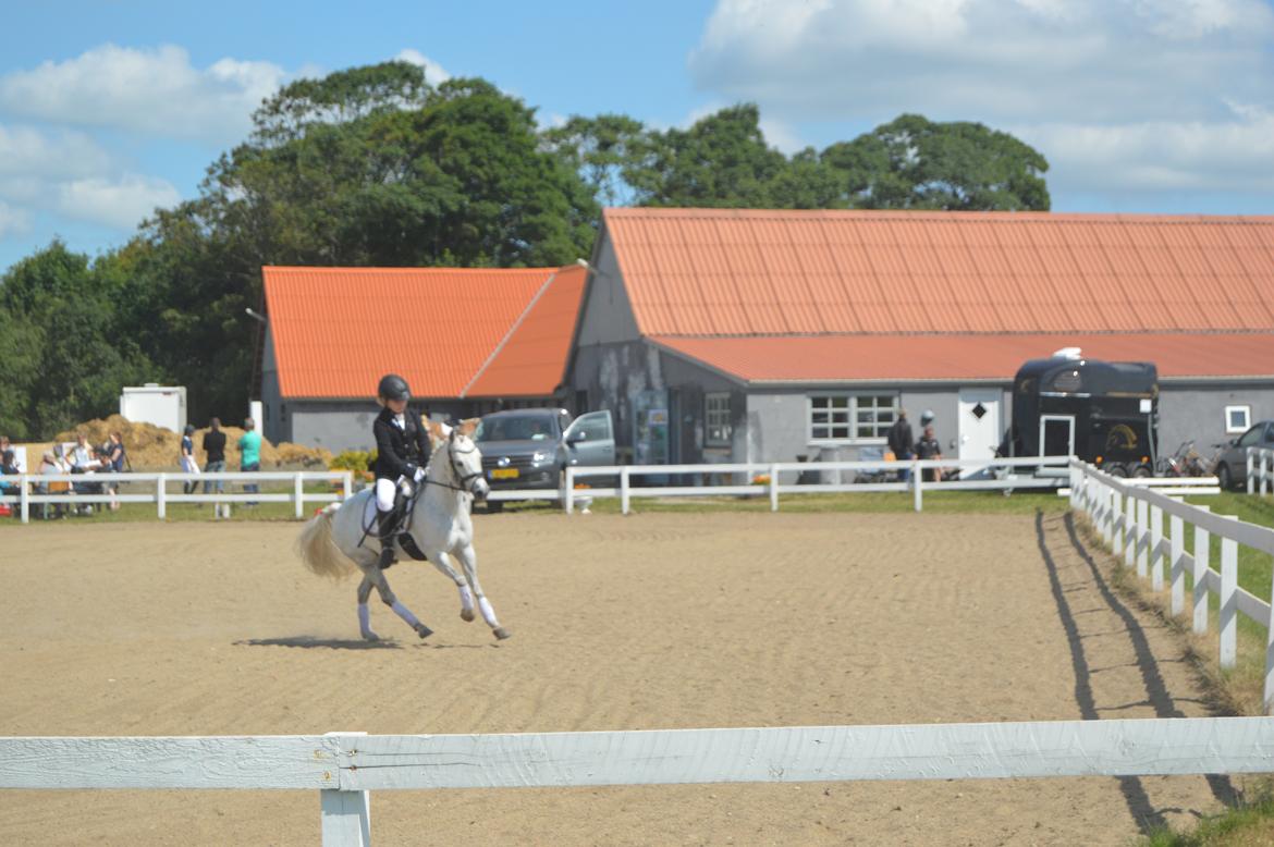 Anden særlig race Grey Star billede 19