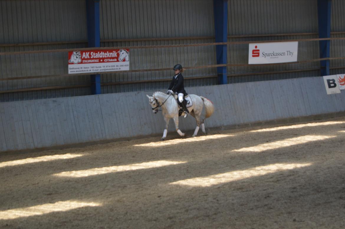 Anden særlig race Grey Star billede 20