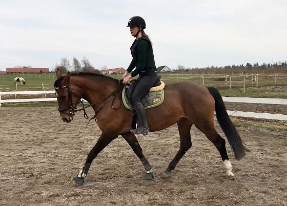 Holstener Luna billede 2