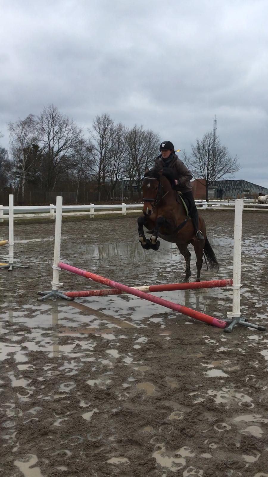 Holstener Luna - Vi er stille og roligt gået i gang med springningen, efter vi har fået dressuren på plads billede 6
