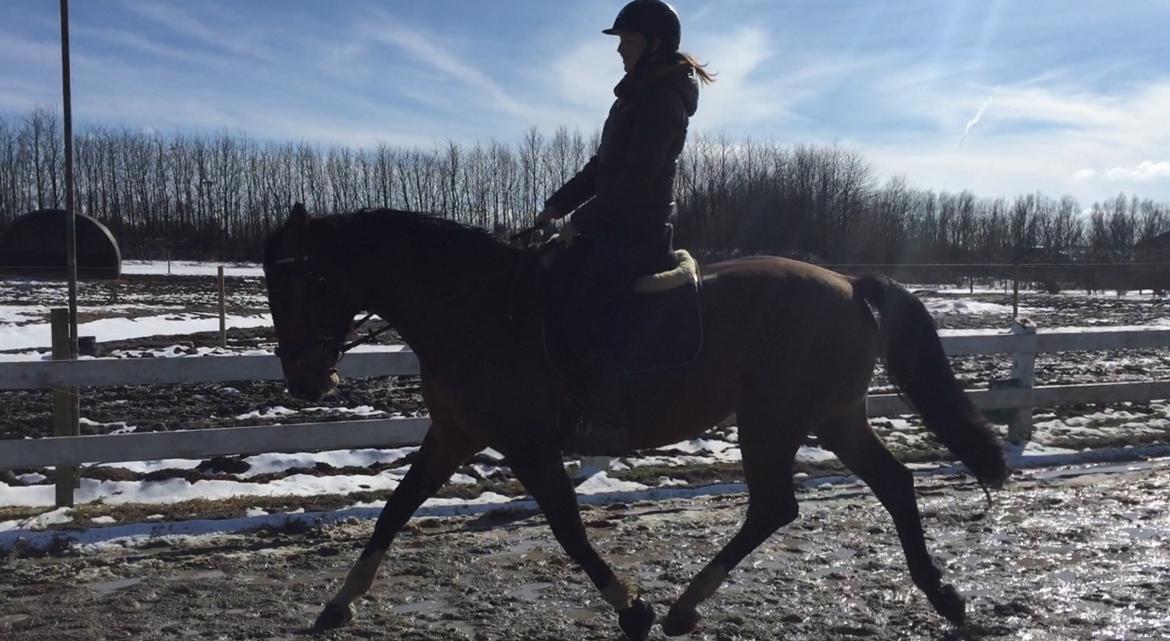 Holstener Luna billede 16