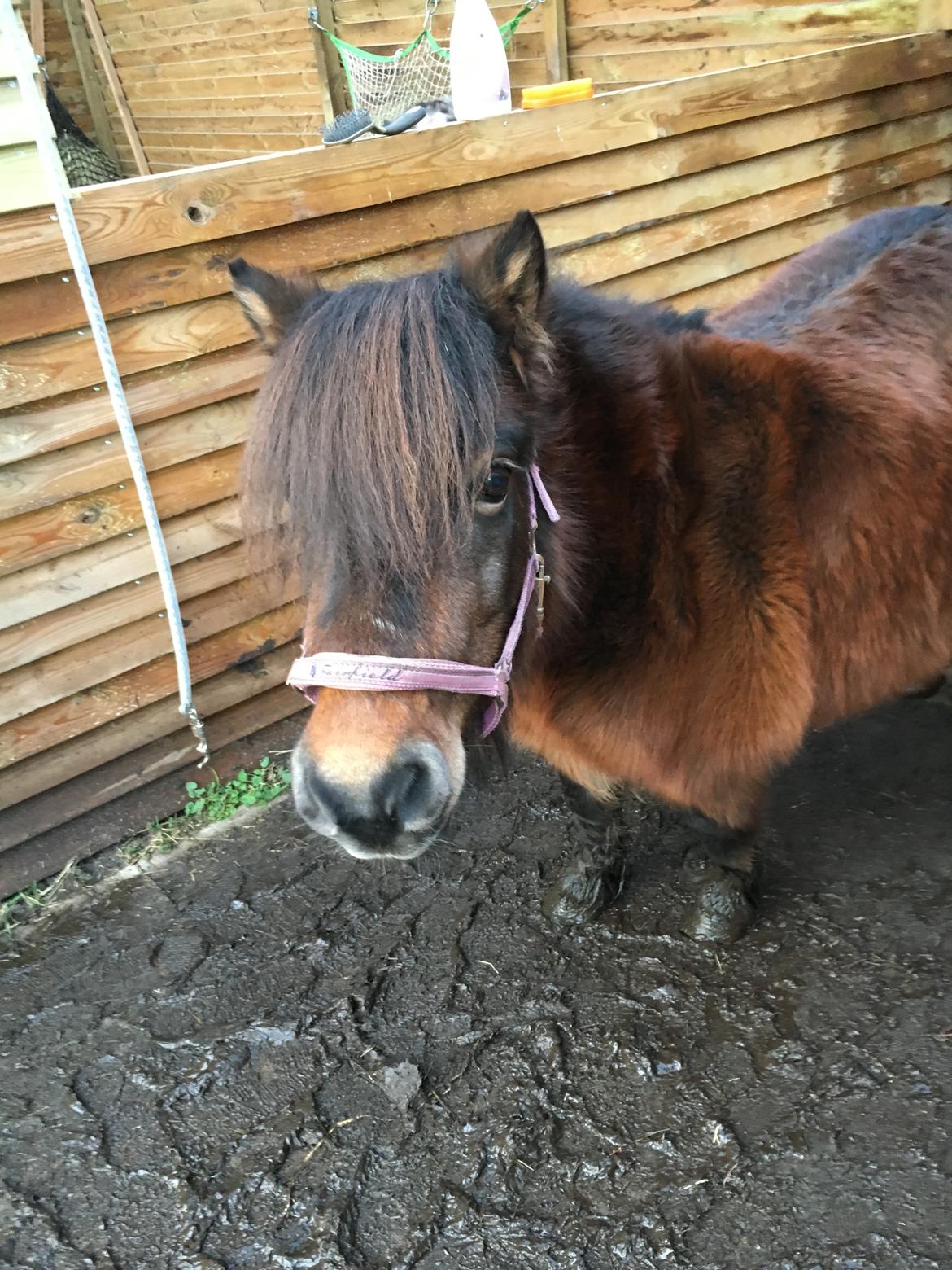 Shetlænder Munk's Fleur billede 1