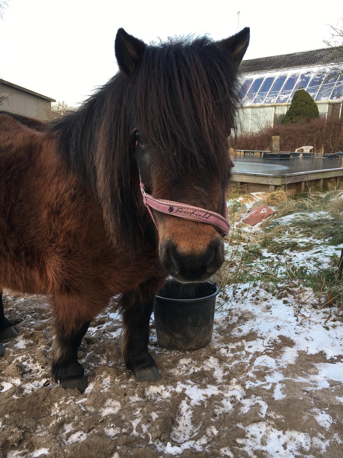 Shetlænder Munk's Fleur billede 2