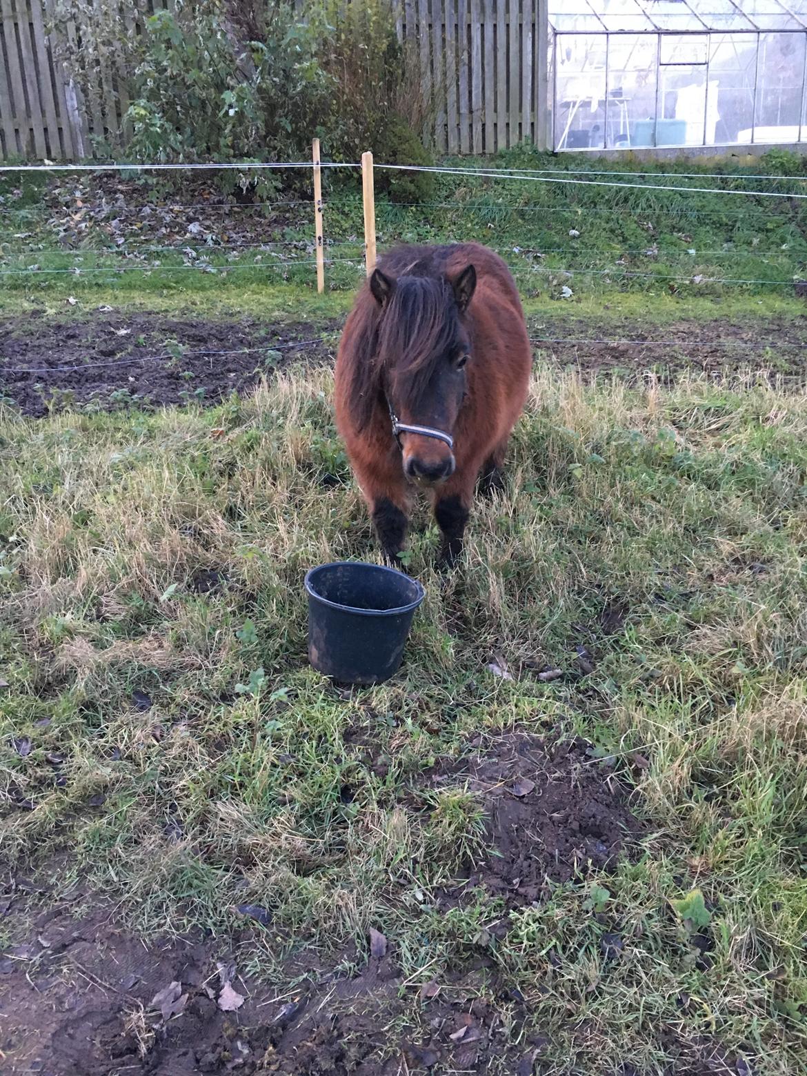 Shetlænder Munk's Fleur billede 6