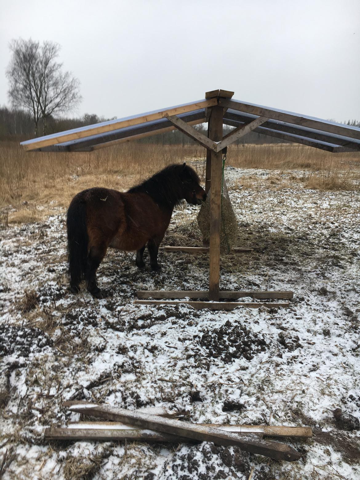 Shetlænder Munk's Fleur billede 8