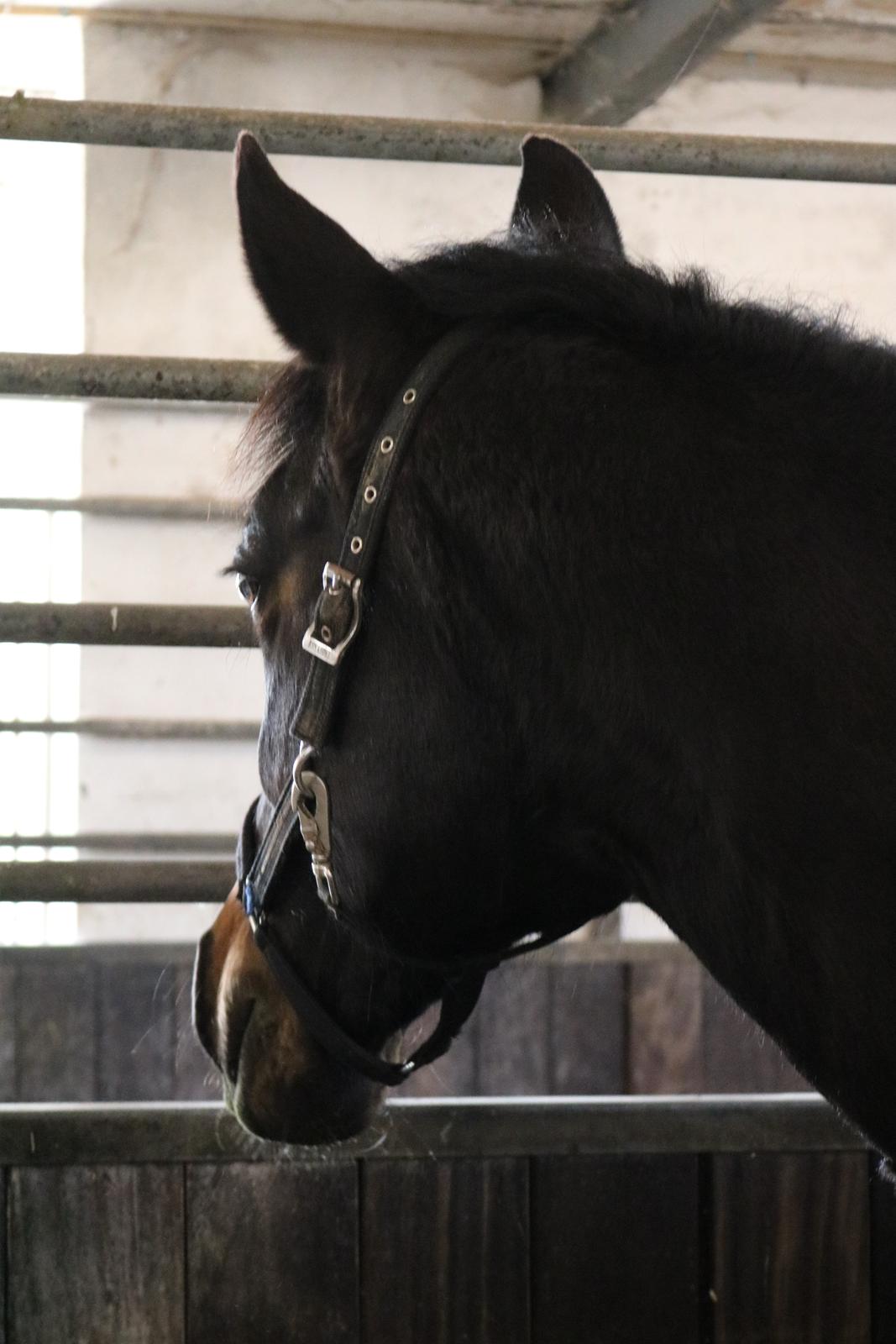 Oldenborg Shanti billede 12