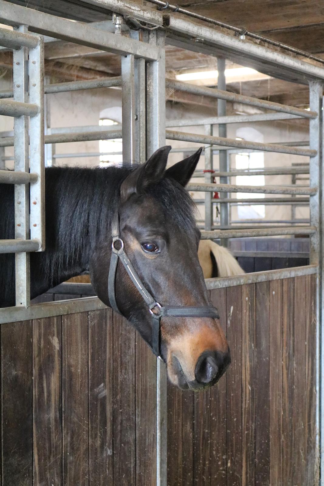 Oldenborg Shanti billede 9