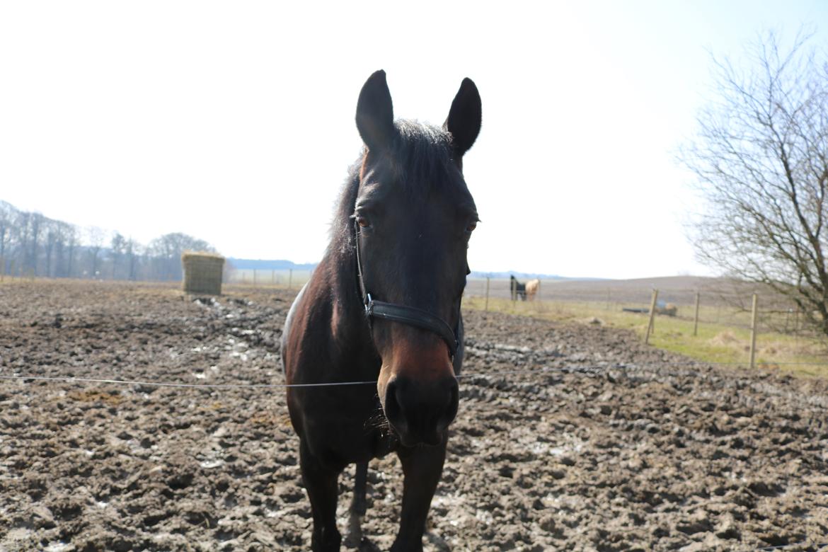 Oldenborg Shanti billede 15