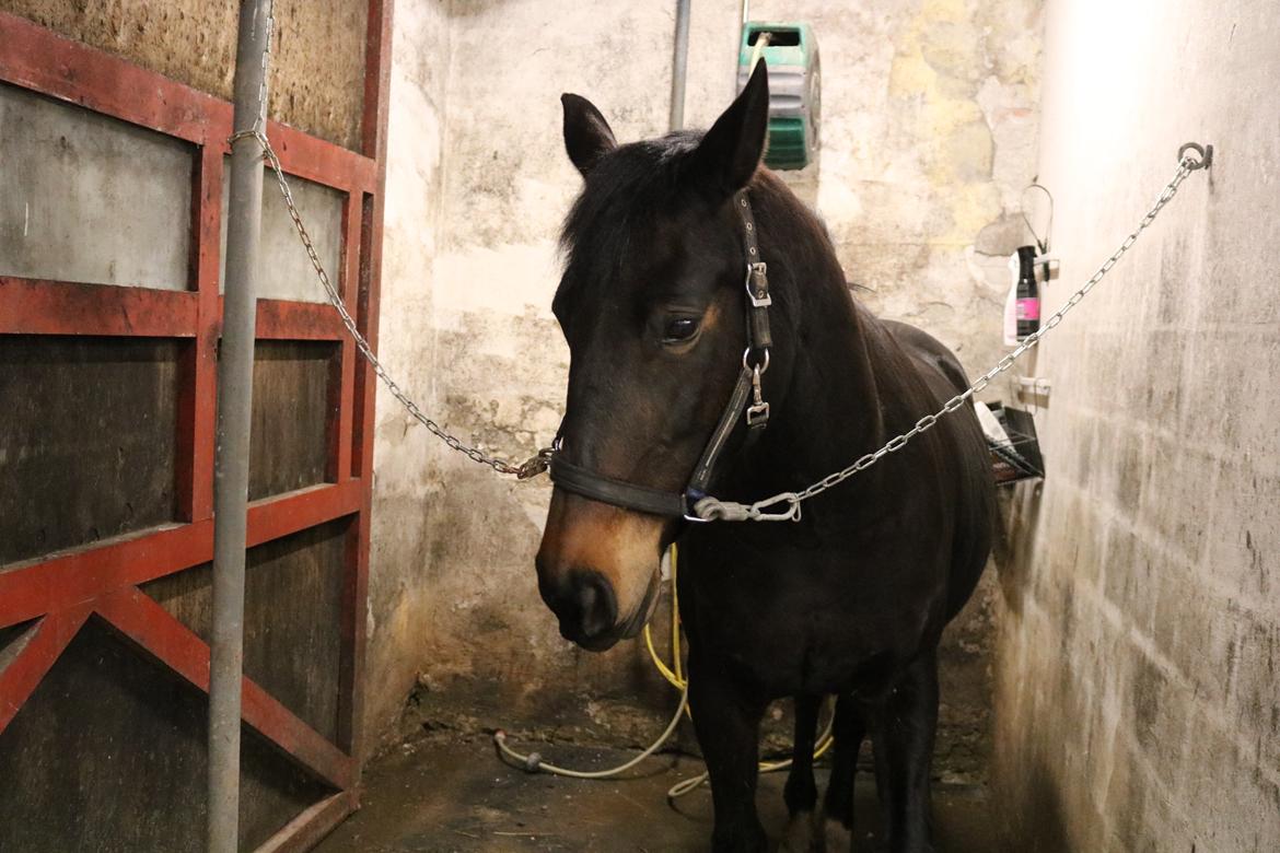 Oldenborg Shanti billede 17