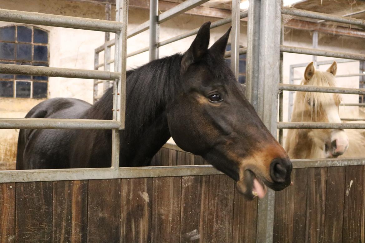 Oldenborg Shanti billede 19