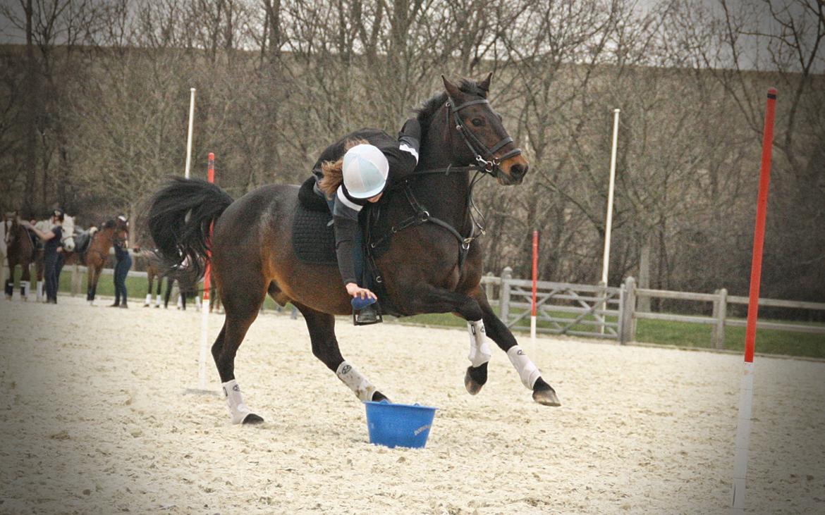 Anden særlig race Jumper  billede 9