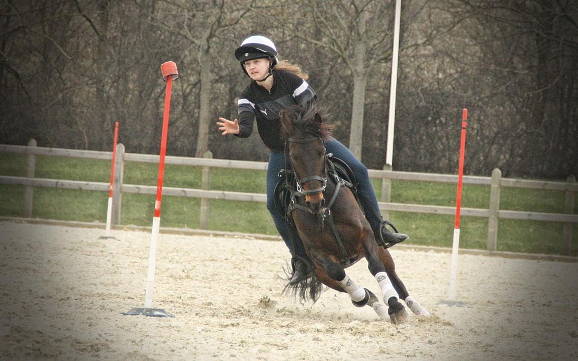 Anden særlig race Jumper  billede 2