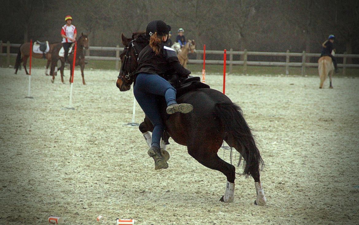 Anden særlig race Jumper  billede 1