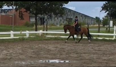 Holstener Luna billede 8