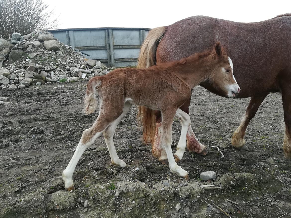 Welsh Cob (sec D) Solvangs Sounds like Avicii billede 4