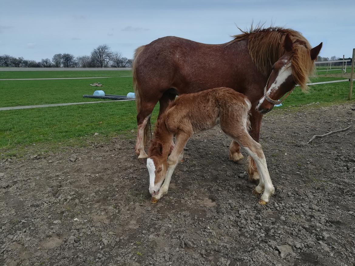 Welsh Cob (sec D) Solvangs Sounds like Avicii billede 3