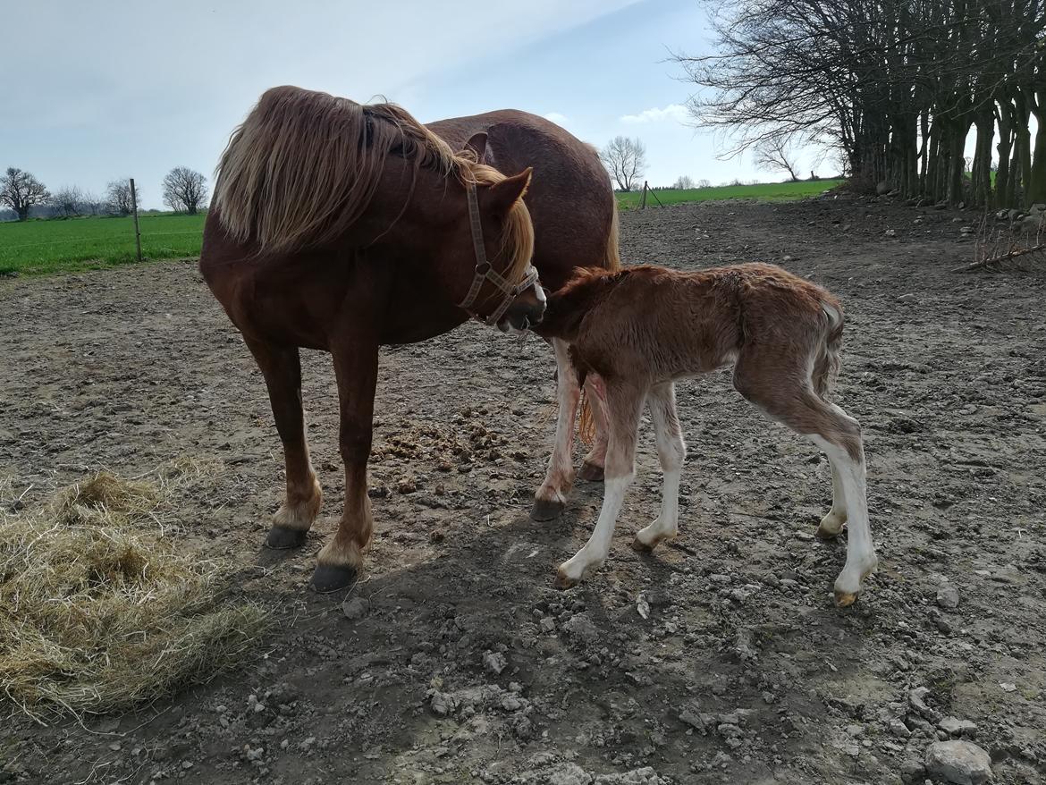 Welsh Cob (sec D) Solvangs Sounds like Avicii billede 7