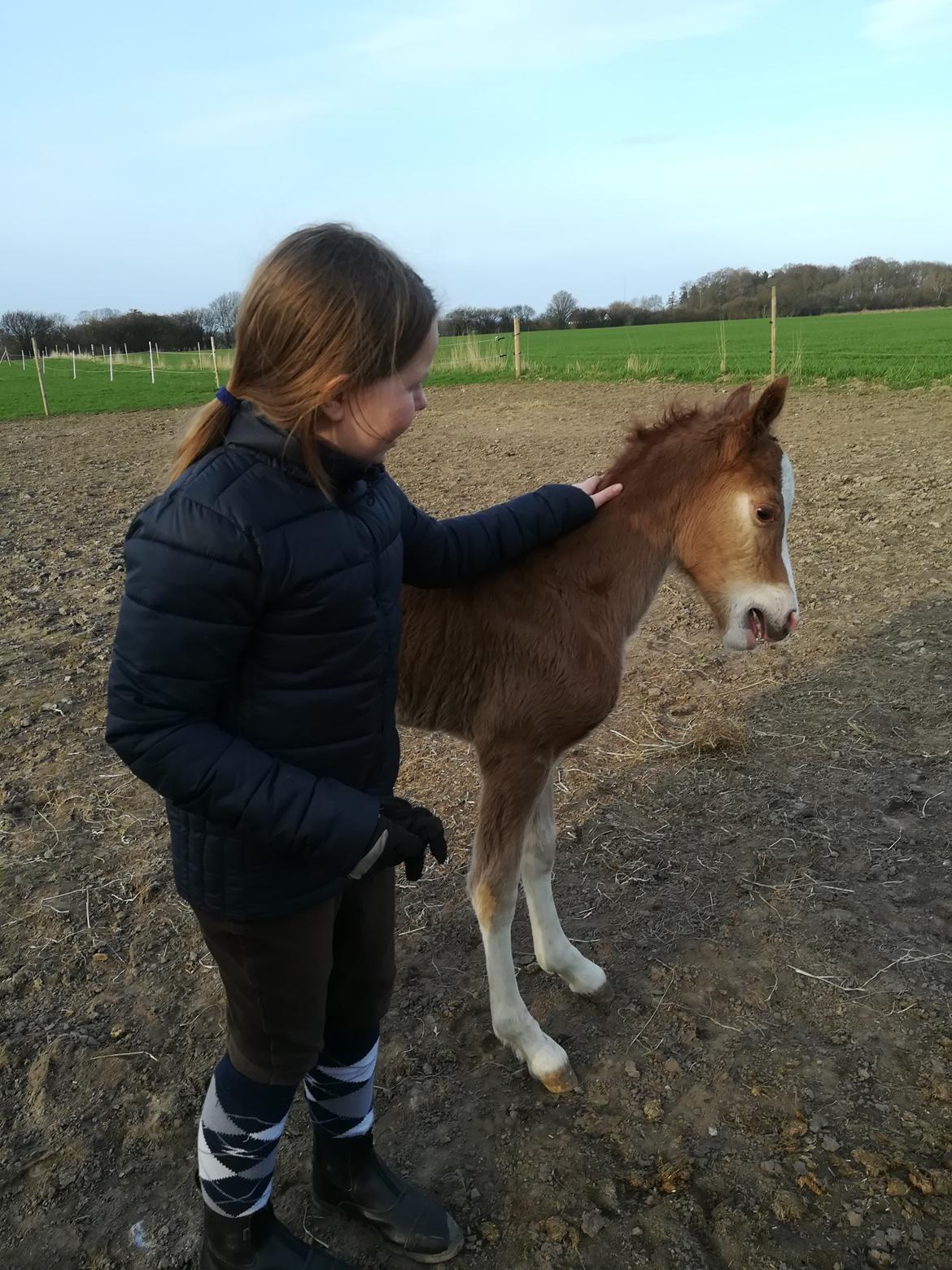 Welsh Cob (sec D) Solvangs Sounds like Avicii billede 10