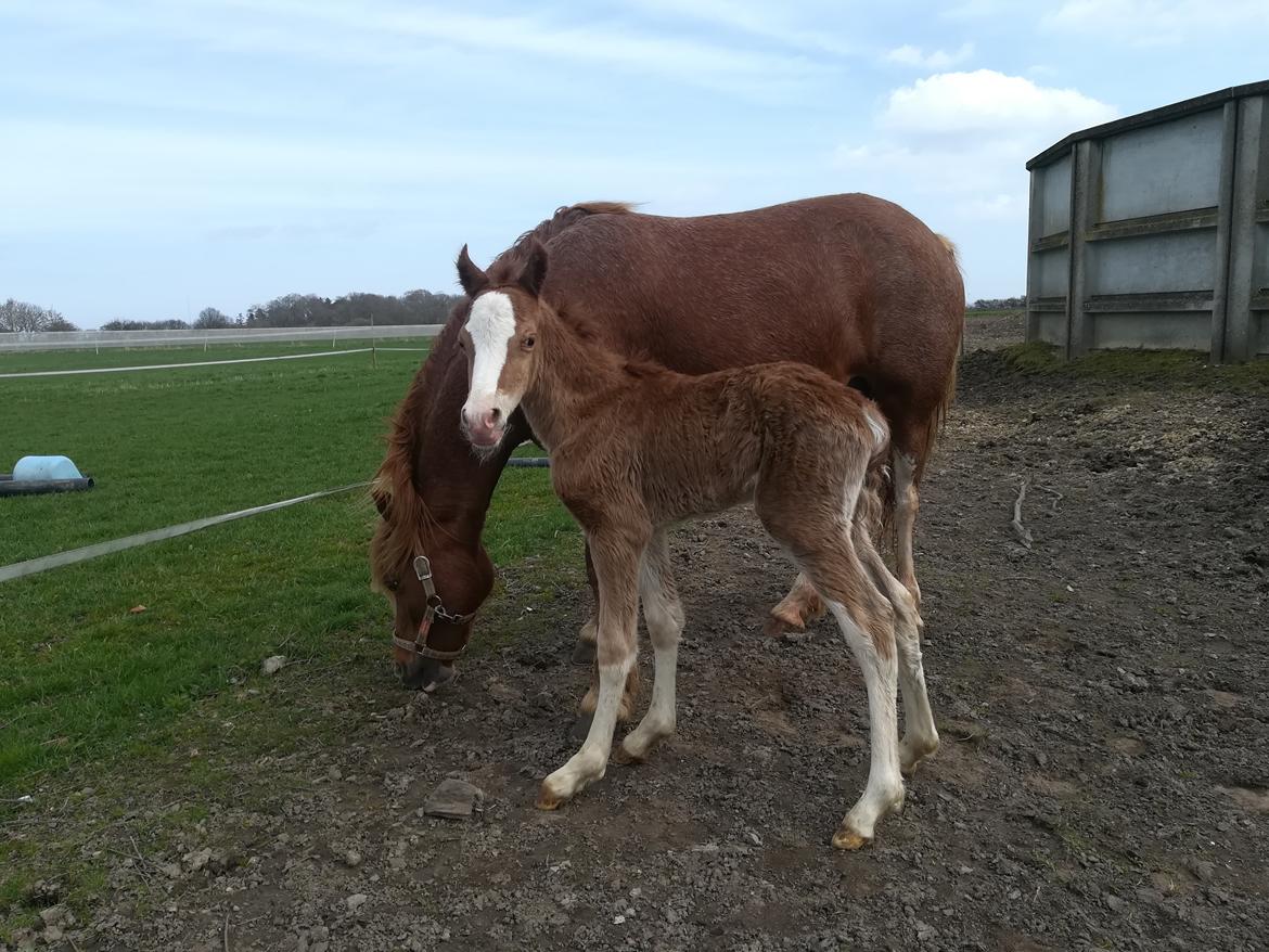 Welsh Cob (sec D) Solvangs Sounds like Avicii billede 9