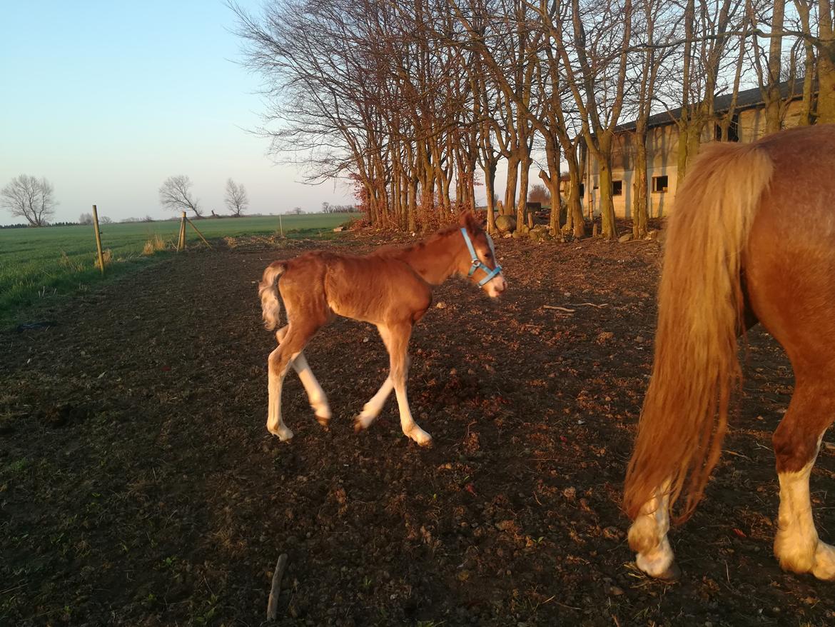 Welsh Cob (sec D) Solvangs Sounds like Avicii billede 13