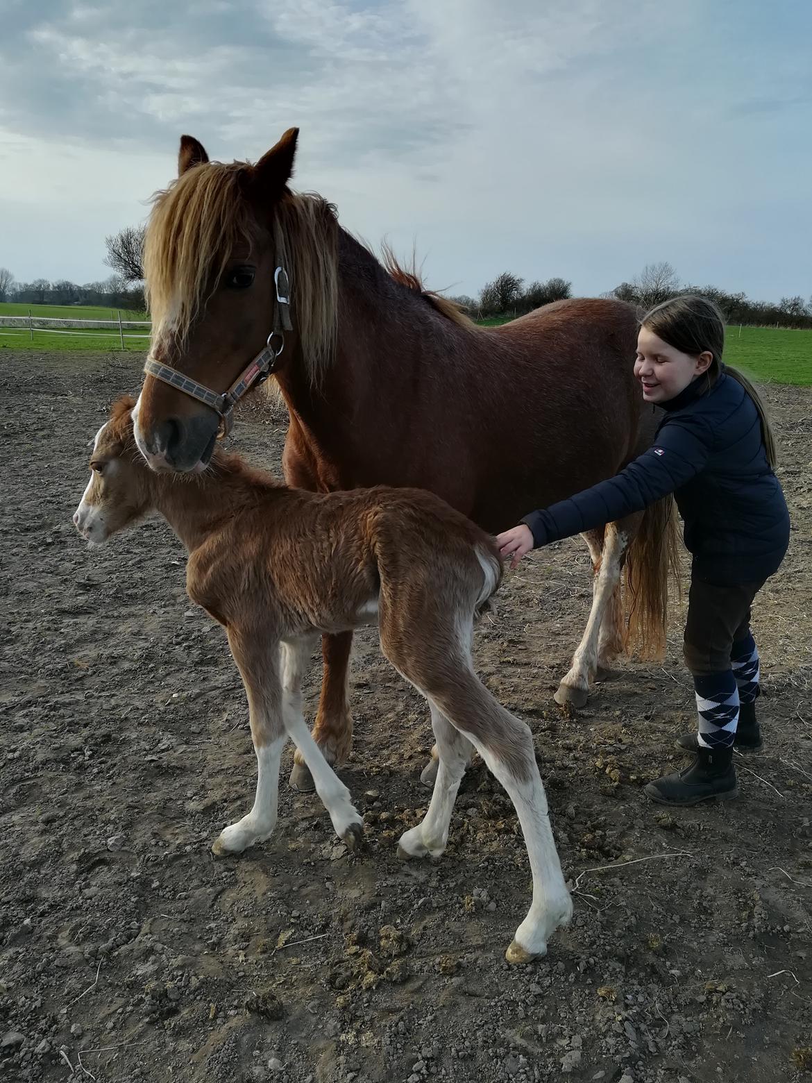 Welsh Cob (sec D) Solvangs Sounds like Avicii billede 11