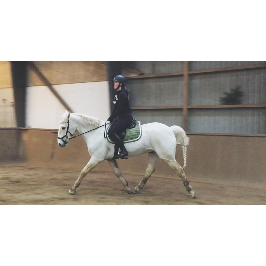 Connemara CURRAGHVIEW CHARLIE [Tidl. Lånepony] billede 4