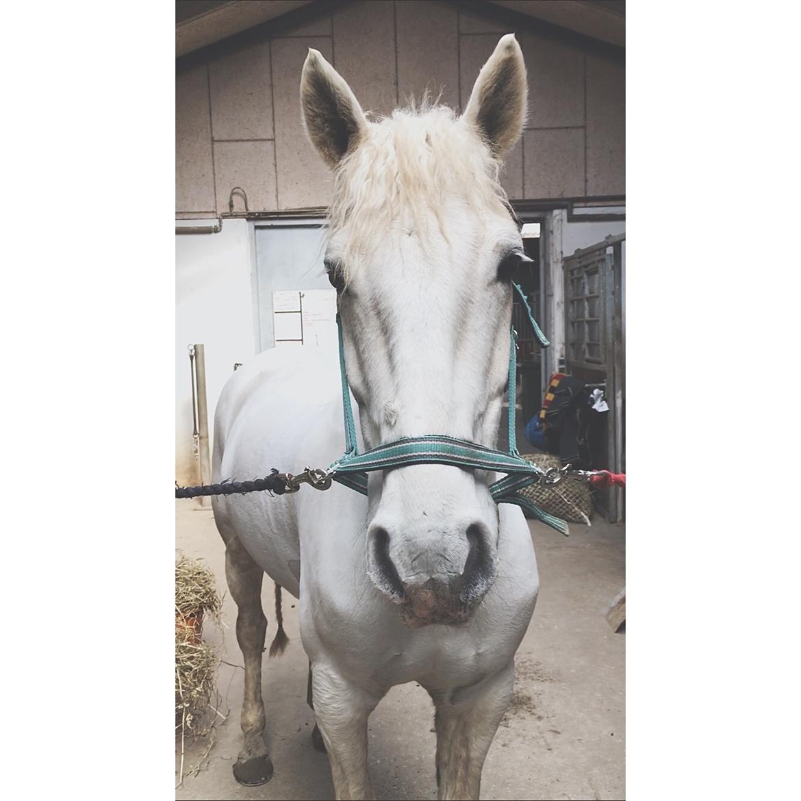 Connemara CURRAGHVIEW CHARLIE [Tidl. Lånepony] billede 5