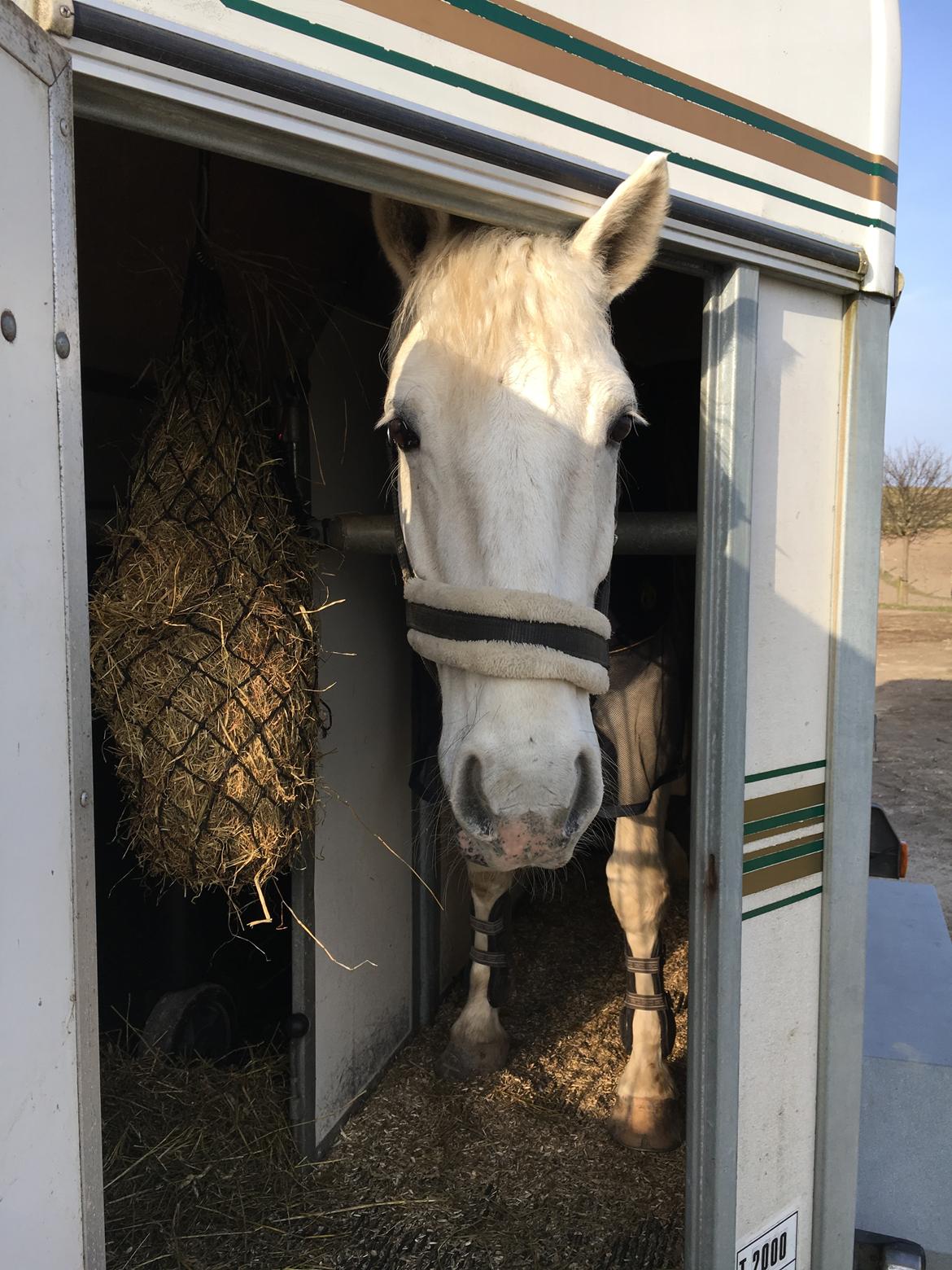 Connemara CURRAGHVIEW CHARLIE [Tidl. Lånepony] billede 6