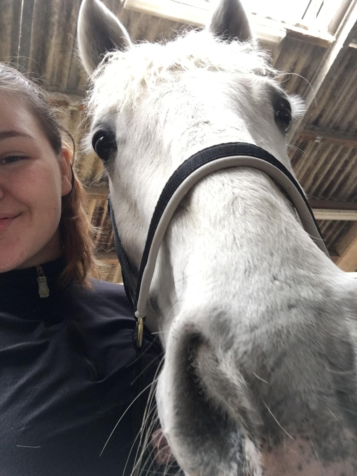 Connemara CURRAGHVIEW CHARLIE [Tidl. Lånepony] billede 14