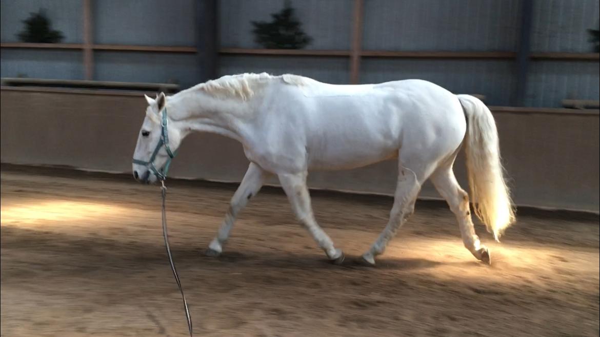 Connemara CURRAGHVIEW CHARLIE [Tidl. Lånepony] billede 13