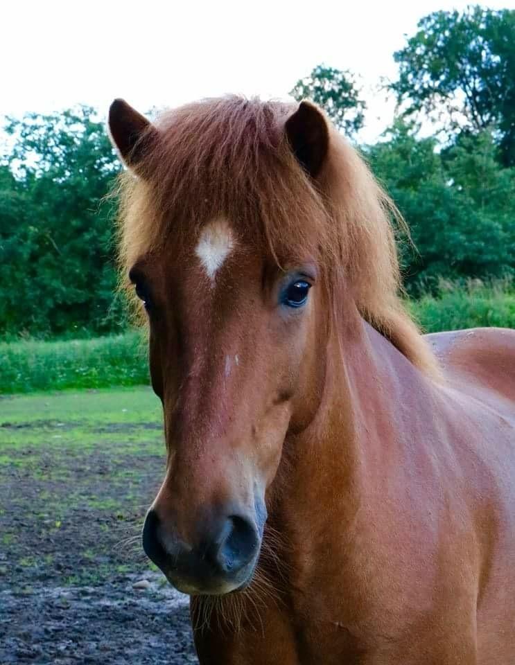 Islænder Depill af Tøndborg billede 2