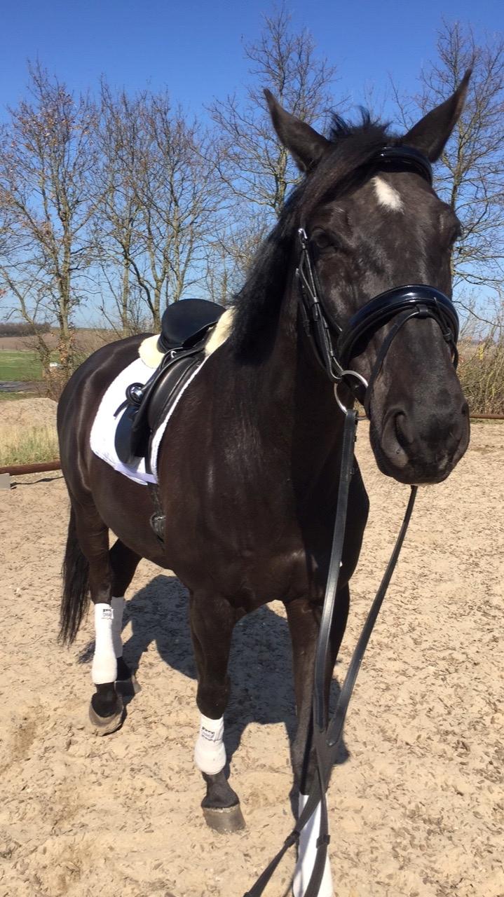 Trakehner Satori Birkedommergård - Træning april 2018 billede 16