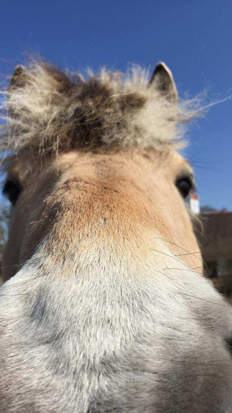Fjordhest Thor billede 3