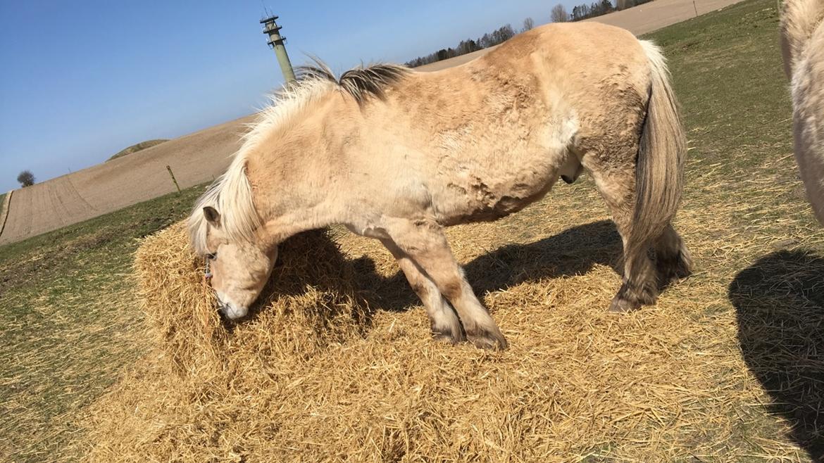 Fjordhest Thor billede 4